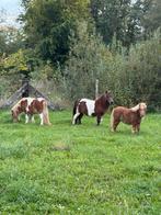 Pony's te koop, Dieren en Toebehoren, Pony's, Hengst