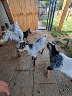 Hermelijn  dwerg geit bokjes, Dieren en Toebehoren, Schapen, Geiten en Varkens, Geit