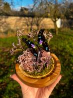 Opgezette vlinder - Graphium Weiskei op amethist, Verzamelen, Dierenverzamelingen, Ophalen of Verzenden, Nieuw, Insect, Opgezet dier