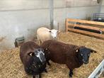 Stamboek swifter ramlammeren, Mannelijk, Schaap, 0 tot 2 jaar