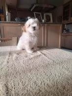 Chiots Maltipoo, Animaux & Accessoires, Bichon maltais, Plusieurs, Hépatite contagieuse (maladie de Rubarth), Belgique