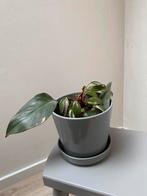 Philodendron pink princess, Huis en Inrichting, Ophalen, Zo goed als nieuw