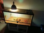 Baardagame en terrarium met lamp, Dieren en Toebehoren, Ophalen