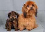 Schattige hypoallergene pups, België, Fokker | Hobbymatig, Overige rassen, CDV (hondenziekte)