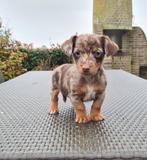 jack russell pups, Dieren en Toebehoren, België, Jack Russell Terriër, CDV (hondenziekte), 8 tot 15 weken