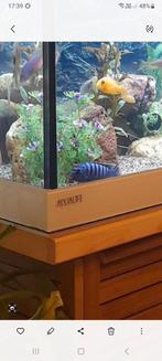 Aqualife aquarium b150cm h 65cm d 45cm., Gebruikt, Ophalen