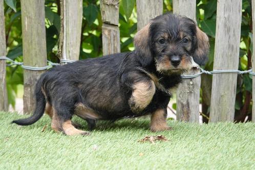 Prachtige ruwharige dwergteckel pups (ruwhaar), Dieren en Toebehoren, Honden | Teckels en Dashonden, Meerdere dieren, Ruwhaar