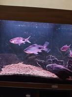 Verschillende aquariumvissen, Dieren en Toebehoren, Vissen | Aquariumvissen