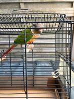 TAMME PYRRHURA MET OF ZONDER KOOI NU 100 EURO, Plusieurs animaux, Perroquet