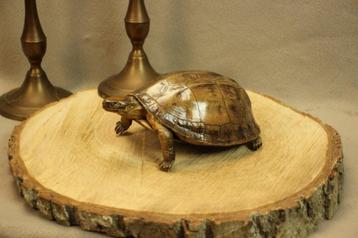 Taxidermie - schildpadje beschikbaar voor biedingen