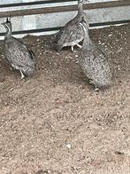 Kuiftinamoe, Animaux & Accessoires, Volatiles, Plusieurs animaux, Autres espèces