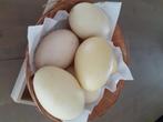 Uitgeblazen nandoe eieren
