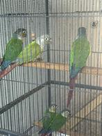 pyrrhura, Dieren en Toebehoren, Geringd