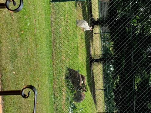 witte waliby kangoeroes mannetjes en wijfjes, Dieren en Toebehoren, Overige Dieren, Meerdere dieren