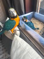 Baby blauw gele ara 9 weekjes te koop/ruil, Dieren en Toebehoren, Vogels | Parkieten en Papegaaien, Vrouwelijk