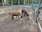 2 miekes te koop, Dieren en Toebehoren, Schapen, Geiten en Varkens