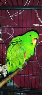 Electus 6 mois, Mâle, Perroquet, Domestique