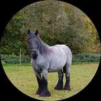 Trekpaard. merrie, Dieren en Toebehoren, Merrie, Gechipt, Niet van toepassing, 3 tot 6 jaar
