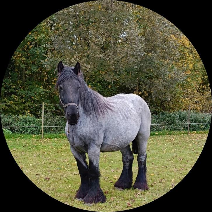 Trekpaard. merrie, Dieren en Toebehoren, Paarden, Merrie, Niet van toepassing, 160 tot 165 cm, 3 tot 6 jaar, Tuigpaard, Met stamboom