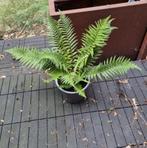Zeer mooi meerjarige winterharde tuinplant Varen in kweekpot, Tuin en Terras, Planten | Tuinplanten, Ophalen of Verzenden, Vaste plant