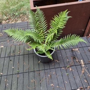 Zeer mooi meerjarige winterharde tuinplant Varen in kweekpot beschikbaar voor biedingen
