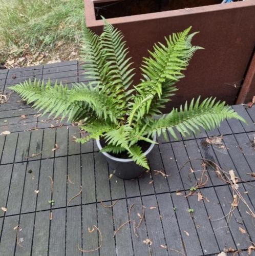 Zeer mooi meerjarige winterharde tuinplant Varen in kweekpot, Tuin en Terras, Planten | Tuinplanten, Vaste plant, Varens, Ophalen of Verzenden
