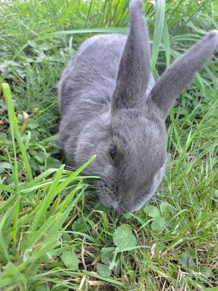 Blauwe Holicer, Dieren en Toebehoren, Konijnen, Middelgroot, Mannelijk, 0 tot 2 jaar