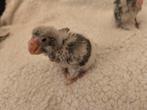 2 jonge kakariki, Meerdere dieren, Parkiet, Tam