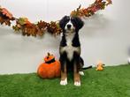 Berner Sennen pups, Dieren en Toebehoren, België, Meerdere, Fokker | Professioneel, Sennenhond