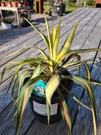 Yucca Filamentosa 'Color Guard ', Tuin en Terras, Planten | Bomen, Ophalen