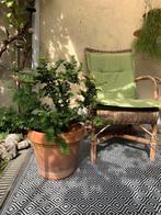 Japanse struik Chamaecyparis obt. ‘Teddy Bear’, Tuin en Terras, Ophalen, Conifeer, Struik, 100 tot 250 cm