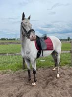 Lieve , knappe Appaloosa te koop, Dieren en Toebehoren, Paarden, Merrie, Minder dan 160 cm, B, Gechipt