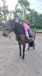 Super brave C pony, Dieren en Toebehoren, Pony's
