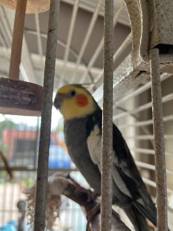 3 valkparkieten met kooi en toebehoren. beschikbaar voor biedingen