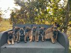 Mechelse herder pups, Dieren en Toebehoren, België, Fokker | Hobbymatig, CDV (hondenziekte), 8 tot 15 weken