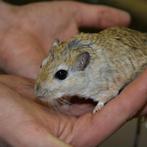 Jonge shawi gerbils, Maart, Meerdere dieren, Overige typen, Tam