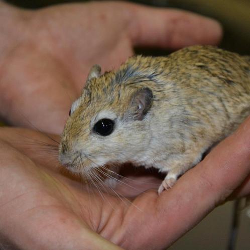 Jonge shawi gerbils, Dieren en Toebehoren, Knaagdieren, Meerdere dieren, Overige typen, Maart, Tam