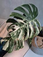 Monstera albo variegata (mature, with new growing point), Huis en Inrichting, Kamerplanten, Ophalen of Verzenden