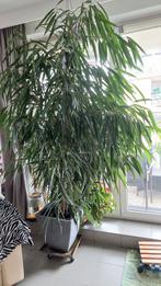 Schitterende Ficus van 2,50 cm in goede gezondheid, Ophalen, Zo goed als nieuw, Binnen
