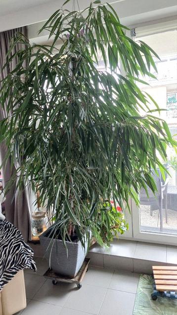 Schitterende Ficus van 2,50 cm in goede gezondheid  beschikbaar voor biedingen