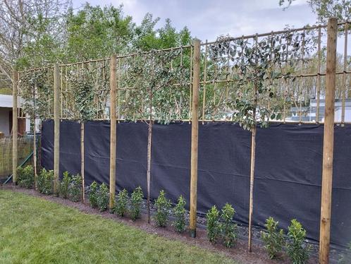 WINTERGROENE LEIBOMEN VOOR TUIN - olijfwilg, laurierkers, hu, Tuin en Terras, Planten | Tuinplanten, Ophalen
