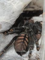 Psalmopoeus Irminia vrouwtje ️ 3,5 cm lichamlengte, Dieren en Toebehoren