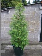 Chinese moerescypres / Metasequoia glyptostroboides: 2 meter, Tuin en Terras, Bloeit niet, Overige soorten, 100 tot 250 cm, Ophalen
