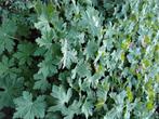 Geranium macrorhizum, Tuin en Terras, Ophalen