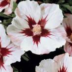 Witte hibiscus op stam, Tuin en Terras, Planten | Tuinplanten, Ophalen, Zomer, Vaste plant, Overige soorten