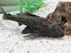 6 vissen, Dieren en Toebehoren, Vissen | Aquariumvissen, Vis