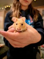 Tamme Goud hamsters, Dieren en Toebehoren, Hamster, Meerdere dieren, Tam, Oktober