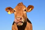 Ners - Nutriëntenemissierechten, Dieren en Toebehoren, Runderen