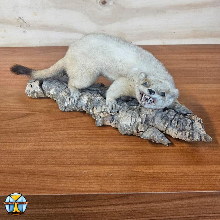 Hermine mâle bien fourrée sur écorce d'arbre (L : 35 cm), Collections, Collections Animaux, Comme neuf, Animal empaillé, Animal sauvage