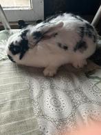 Dwerghangoortje vrouwtje, Femelle, Nain, Oreilles tombantes, 0 à 2 ans